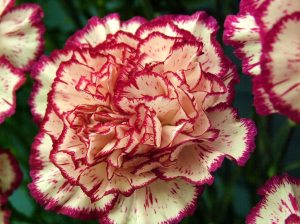 carnations_2